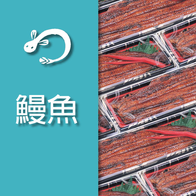 鰻魚